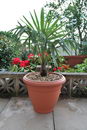 Chusan Palm, Windmill Palm,Chamaerops excelsa hort., Chamaerops fortunei hook
